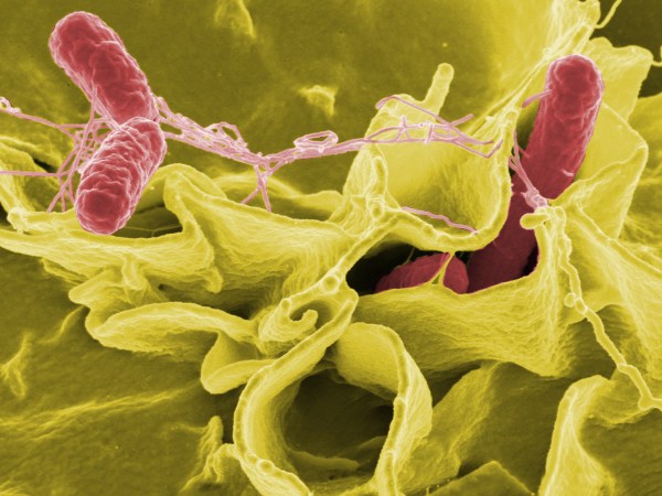 Salmonella typhimurium (red)
